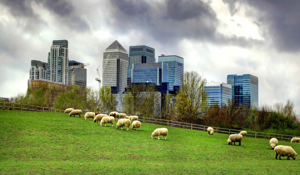 Sheep at local farm Canary Wharf, London City Mortgages